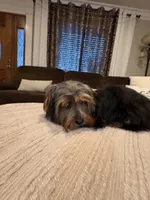 Boy#1, a male Yorkshire Terrier for sale in Sacramento, CA – 9 of 10
