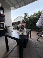 Boy#2, a male Yorkshire Terrier for sale in Sacramento, CA – 5 of 10