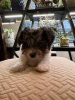 Girl#2, a female Yorkshire Terrier for sale in Sacramento, CA – 2 of 10