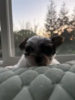 Boy#2, a male Yorkshire Terrier for sale in Sacramento, CA – 8 of 10