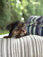 Boy#1, a male Yorkshire Terrier for sale in Sacramento, CA – 8 of 10