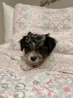 Girl#2, a female Yorkshire Terrier for sale in Sacramento, CA – 7 of 10
