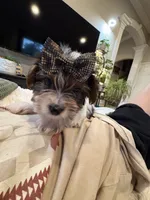 Girl#2, a female Yorkshire Terrier for sale in Sacramento, CA – 6 of 10