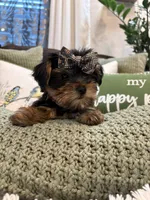 Girl#1, a female Yorkshire Terrier for sale in Sacramento, CA – 8 of 10