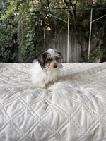Boy#2, a male Yorkshire Terrier for sale in Sacramento, CA – 4 of 10