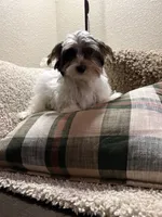 Boy#2, a male Yorkshire Terrier for sale in Sacramento, CA – 10 of 10