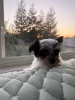 Boy#2, a male Yorkshire Terrier for sale in Sacramento, CA – 4 of 10