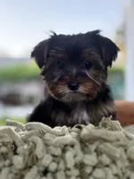Boy#1, a male Yorkshire Terrier for sale in Sacramento, CA – 7 of 10