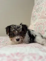 Girl#2, a female Yorkshire Terrier for sale in Sacramento, CA – 3 of 10