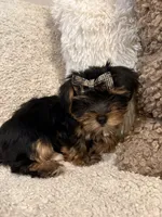 Girl#1, a female Yorkshire Terrier for sale in Sacramento, CA – 9 of 10