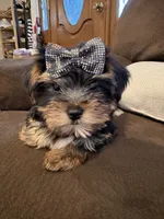 Girl#1, a female Yorkshire Terrier for sale in Sacramento, CA – 7 of 10