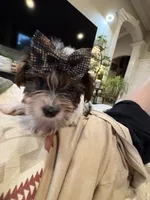 Girl#2, a female Yorkshire Terrier for sale in Sacramento, CA – 8 of 10