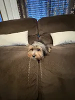 Boy#1, a male Yorkshire Terrier for sale in Sacramento, CA – 10 of 10