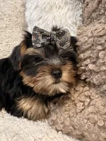 Girl#1, a female Yorkshire Terrier for sale in Sacramento, CA – 1 of 10
