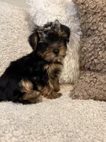 Girl#1, a female Yorkshire Terrier for sale in Sacramento, CA – 2 of 10