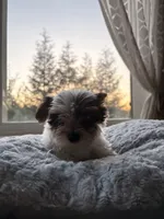 Boy#2, a male Yorkshire Terrier for sale in Sacramento, CA – 9 of 10