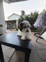 Boy#2, a male Yorkshire Terrier for sale in Sacramento, CA – 8 of 10
