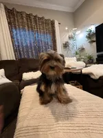 Boy#1, a male Yorkshire Terrier for sale in Sacramento, CA – 5 of 10
