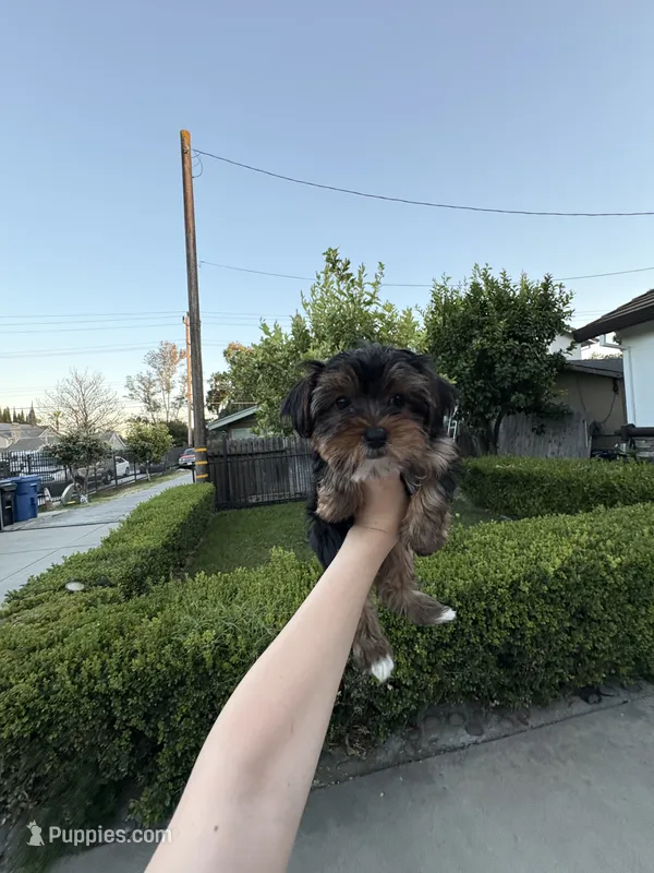 Boy#1 – Yorkshire Terrier puppy for sale in Sacramento, CA