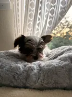 Boy#2, a male Yorkshire Terrier for sale in Sacramento, CA – 10 of 10