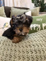 Girl#1, a female Yorkshire Terrier for sale in Sacramento, CA – 3 of 10