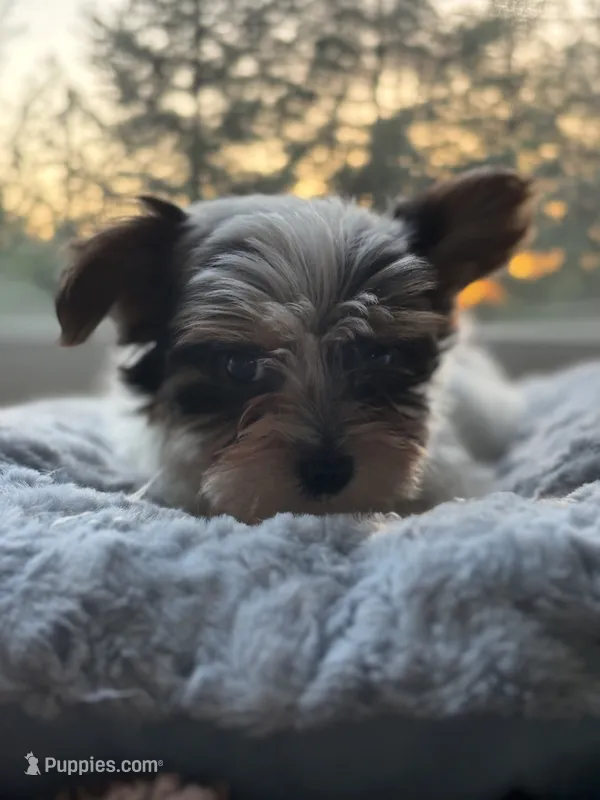Boy#2 – Yorkshire Terrier puppy for sale in Sacramento, CA