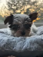 Boy#2, a male Yorkshire Terrier for sale in Sacramento, CA – 1 of 10