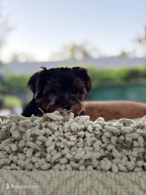 Boy#1 – Yorkshire Terrier puppy for sale in Sacramento, CA