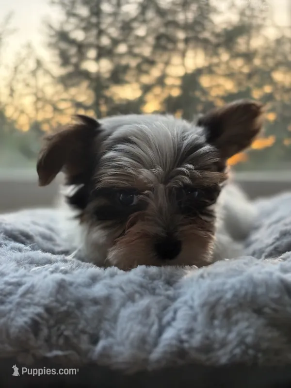 Boy#2 – Yorkshire Terrier puppy for sale in Sacramento, CA
