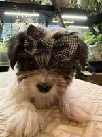 Girl#2, a female Yorkshire Terrier for sale in Sacramento, CA – 4 of 10