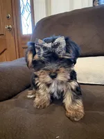 Girl#1, a female Yorkshire Terrier for sale in Sacramento, CA – 5 of 10