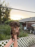 Boy#1, a male Yorkshire Terrier for sale in Sacramento, CA – 9 of 10
