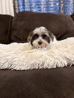 Boy#2, a male Yorkshire Terrier for sale in Sacramento, CA – 7 of 10