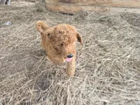 Ollie, a male Goldendoodle for sale in Macclenny, FL – 4 of 4