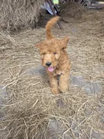 Chloe, a female Goldendoodle for sale in Macclenny, FL – 2 of 4