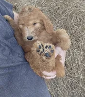 Teddie, a male Goldendoodle for sale in Macclenny, FL – 4 of 5
