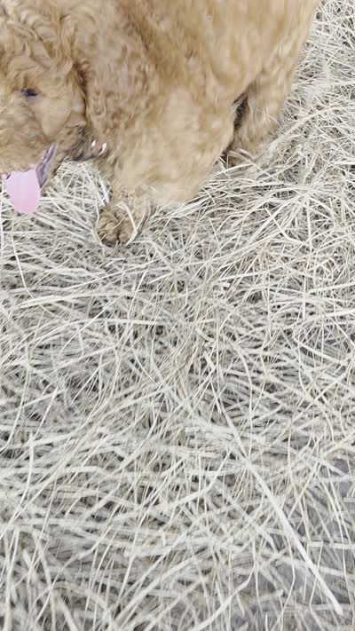Bentley, a male Goldendoodle for sale in Macclenny, FL – 5 of 5