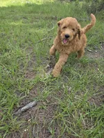 Finley, a male Goldendoodle for sale in Macclenny, FL – 2 of 4