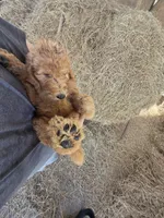 Teddie, a male Goldendoodle for sale in Macclenny, FL – 3 of 5