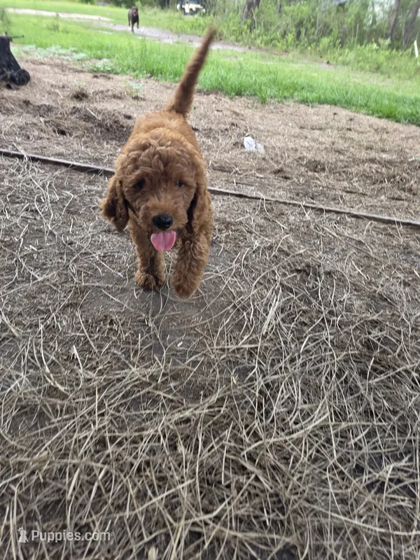 Bentley – Goldendoodle puppy for sale in Macclenny, FL