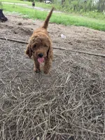 Bentley, a male Goldendoodle for sale in Macclenny, FL – 3 of 5