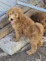 Teddie, a male Goldendoodle for sale in Macclenny, FL – 2 of 5
