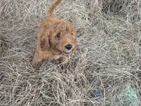 Bentley, a male Goldendoodle for sale in Macclenny, FL – 4 of 5