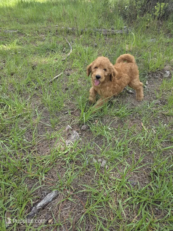Finley – Goldendoodle puppy for sale in Macclenny, FL