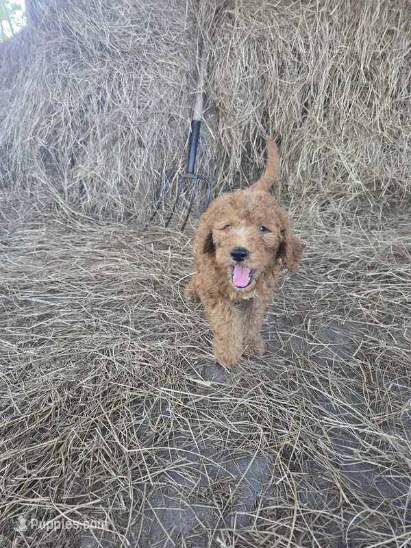 Teddie – Goldendoodle puppy for sale in Macclenny, FL