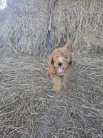 Teddie, a male Goldendoodle for sale in Macclenny, FL – 5 of 5