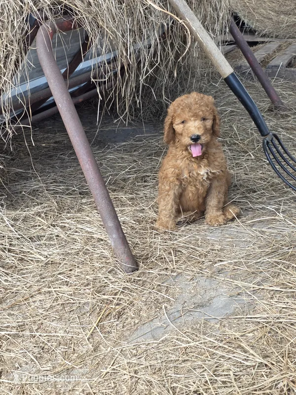 Chloe – Goldendoodle puppy for sale in Macclenny, FL