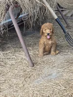 Chloe, a female Goldendoodle for sale in Macclenny, FL – 4 of 4