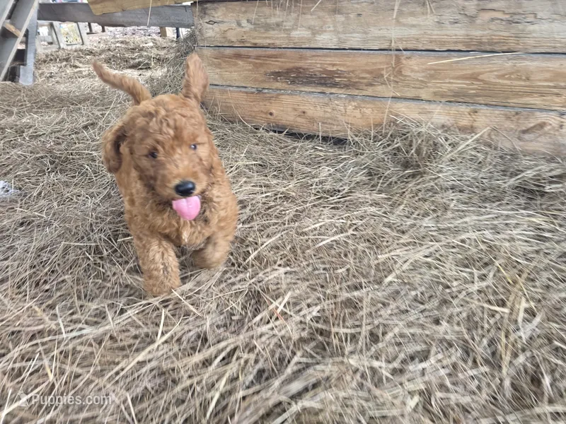 Baer – Goldendoodle puppy for sale in Macclenny, FL