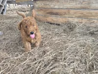 Ollie, a male Goldendoodle for sale in Macclenny, FL – 3 of 4